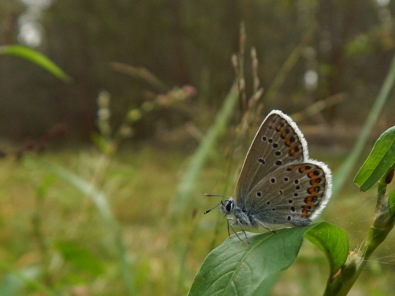 Plebejus argyrognomon